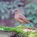 Turdus_grayi_eb5406