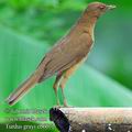 Turdus_grayi_eb6072