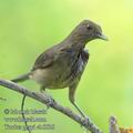 Turdus_grayi_eb6536