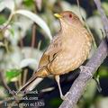 Turdus_grayi_ec1320