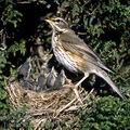 Turdus_iliacus_11967