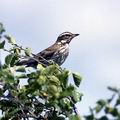 Turdus_iliacus_11968