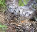 Turdus_iliacus_8894