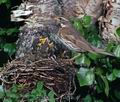 Turdus_iliacus_9302