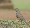 Turdus_libonyanus