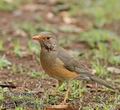 Turdus_libonyanus