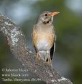 Turdus_libonyanus