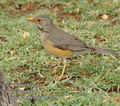 Turdus_libonyanus_db2079