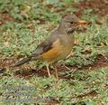 Turdus_libonyanus