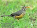 Turdus_libonyanus_ed8394