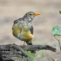 Turdus_libonyanus_ed8424