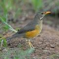 Turdus_libonyanus_ee0360