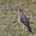 Turdus_litsitsirupa_bb0318