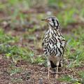 Turdus_litsitsirupa_bb0603