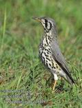 Turdus_litsitsirupa_ed8339