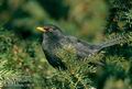 Turdus_merula_11018