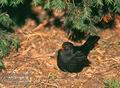 Turdus_merula_11036