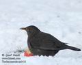 Turdus_merula_aa1411