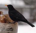 Turdus_merula_ad9052