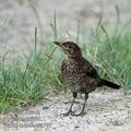 Turdus_merula_al0576