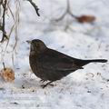 Turdus_merula_ba2632