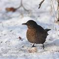 Turdus_merula_ba2695