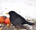 Turdus_merula_ba2978