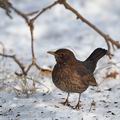 Turdus_merula_ba2983