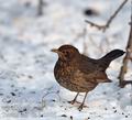 Turdus_merula_ba2996