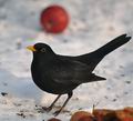 Turdus_merula_ba3001