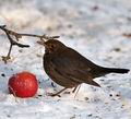 Turdus_merula_ba3004