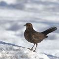 Turdus_merula_be5665