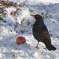 Turdus_merula_be5685