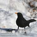 Turdus_merula_be5752