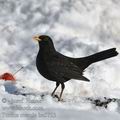 Turdus_merula_be5753