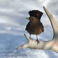 Turdus_merula_be5917