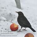 Turdus_merula_be6608