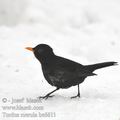 Turdus_merula_be6611