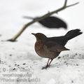 Turdus_merula_be6633