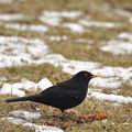 Turdus_merula_be9025