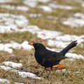 Turdus_merula_be9032