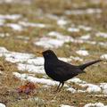 Turdus_merula_be9036