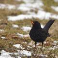 Turdus_merula_be9041