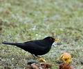 Turdus_merula_be9082