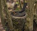 Turdus_merula_bn8364