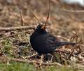 Turdus_merula_br0818