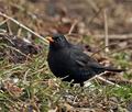 Turdus_merula_br0834