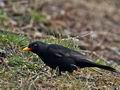 Turdus_merula_br1076