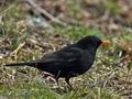 Turdus_merula_br1096