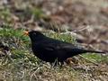 Turdus_merula_br1108